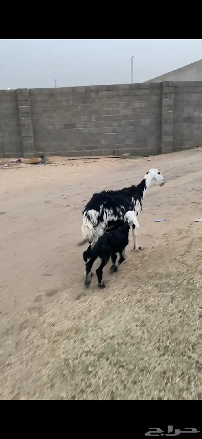 نعجه متبع 0