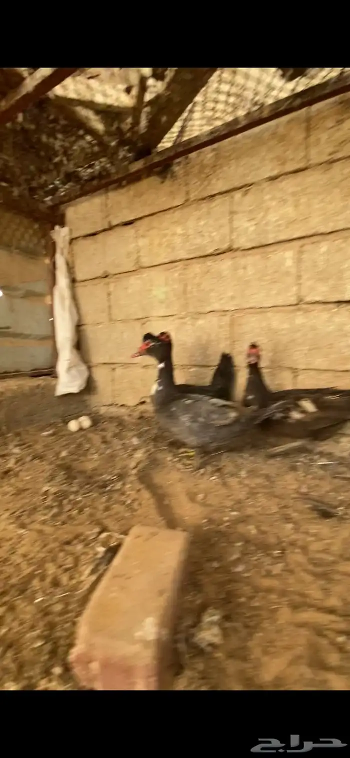 بط مصري 4
