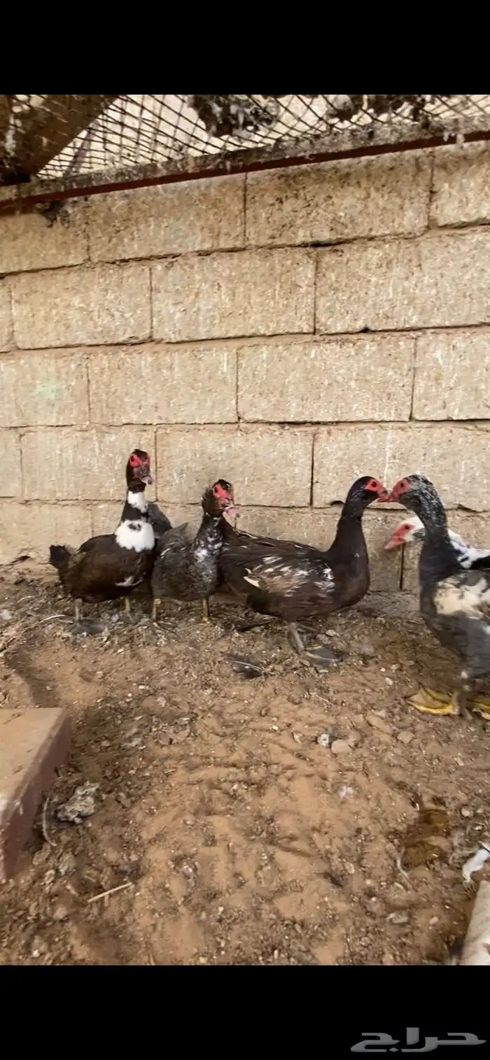 بط مصري 1