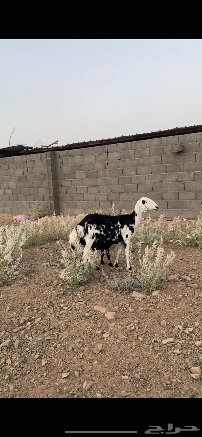 نعجه متبع 2