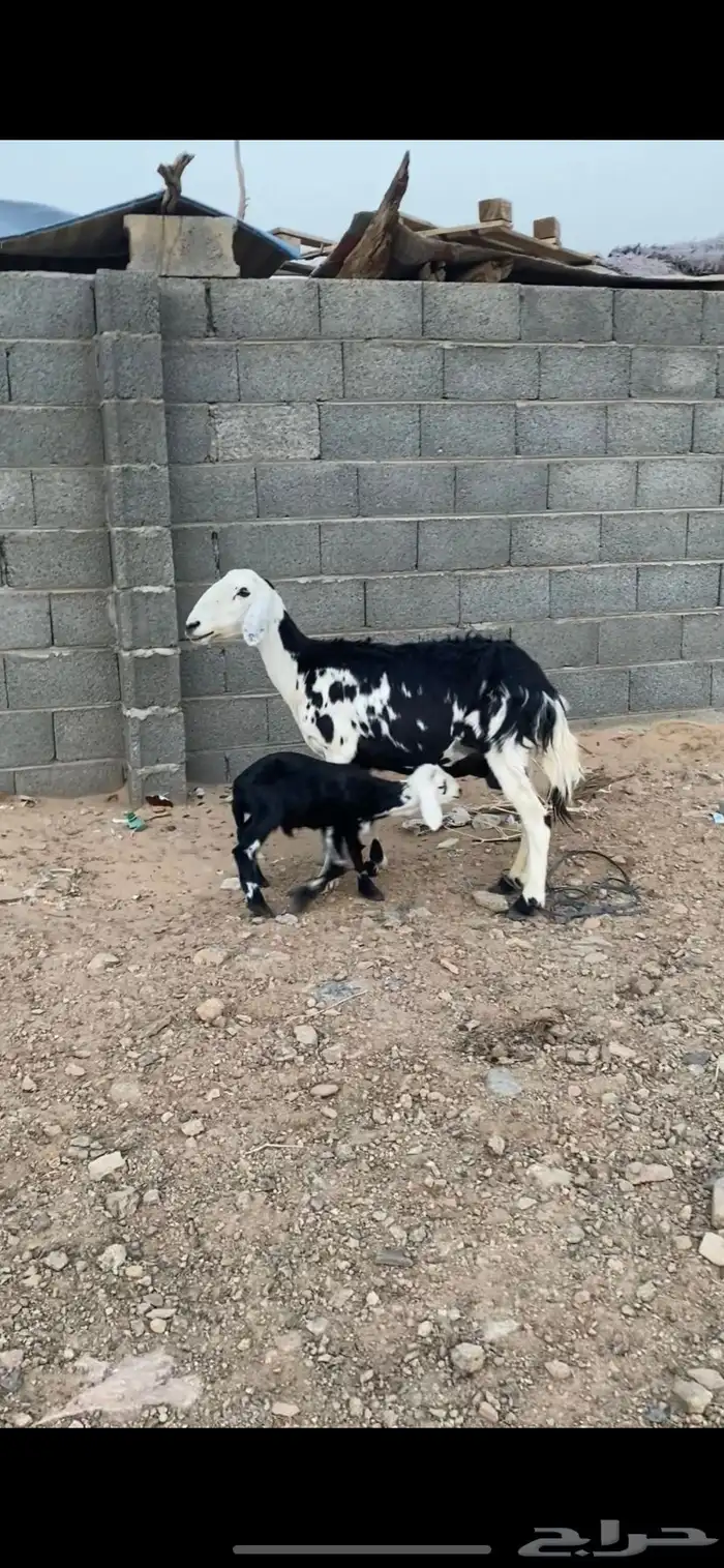 نعجه متبع 3