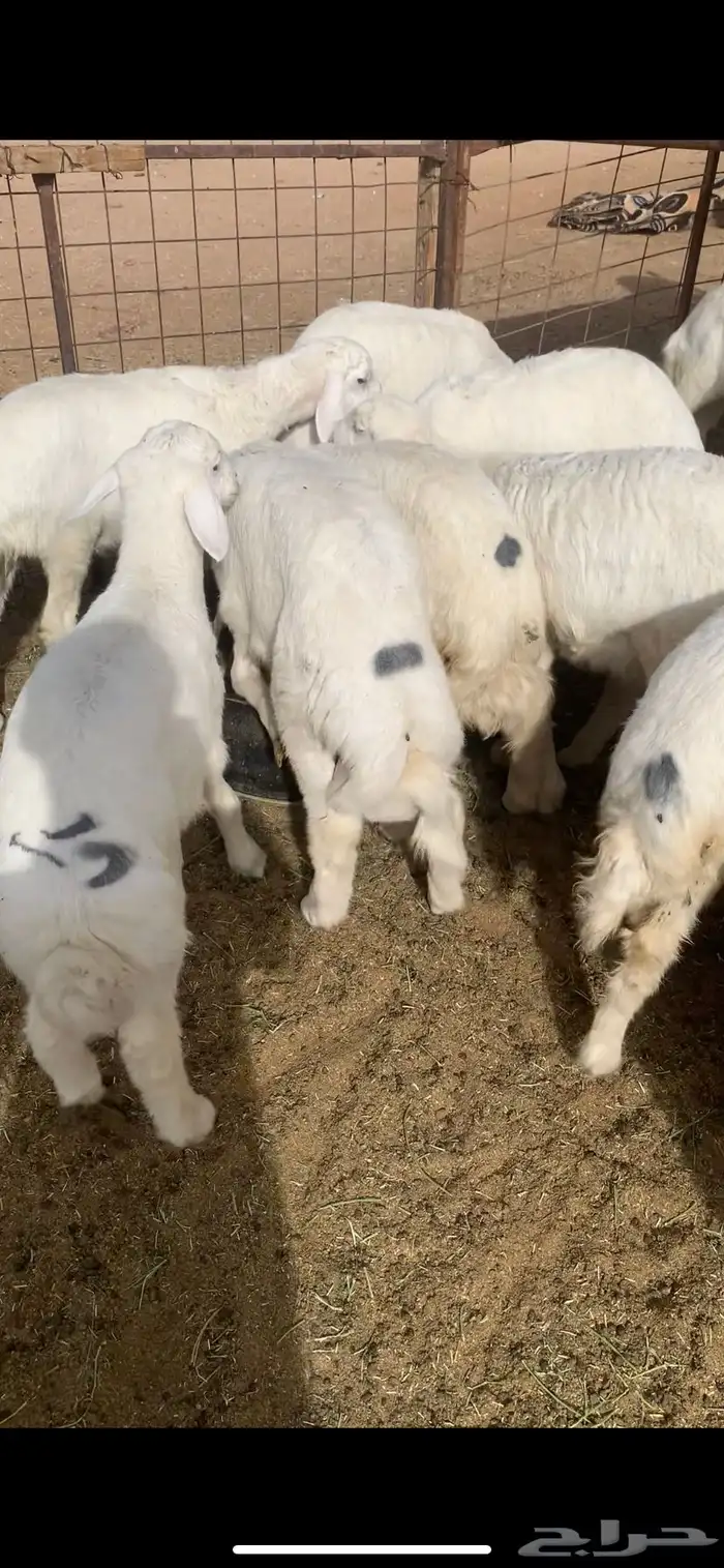 ذبايح حريات طليان ورخال هرافا 3