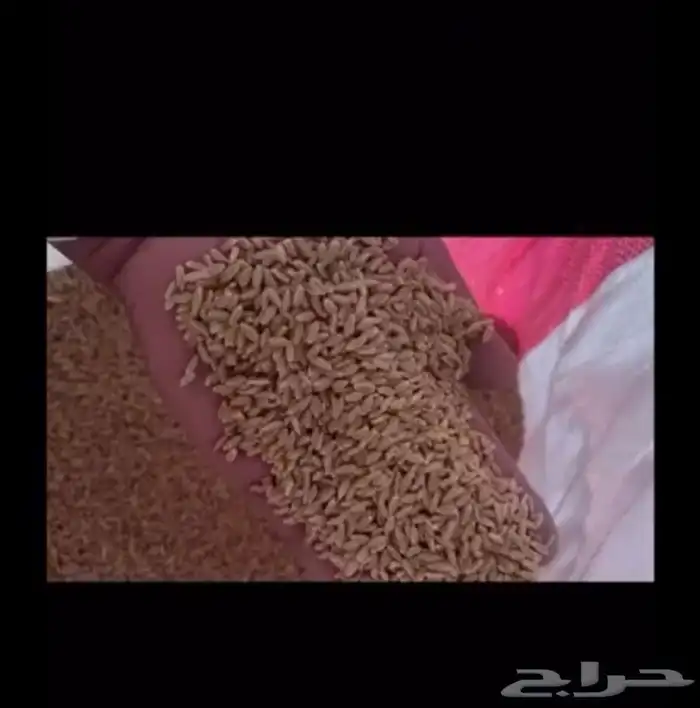بر. بلدي معيه 3