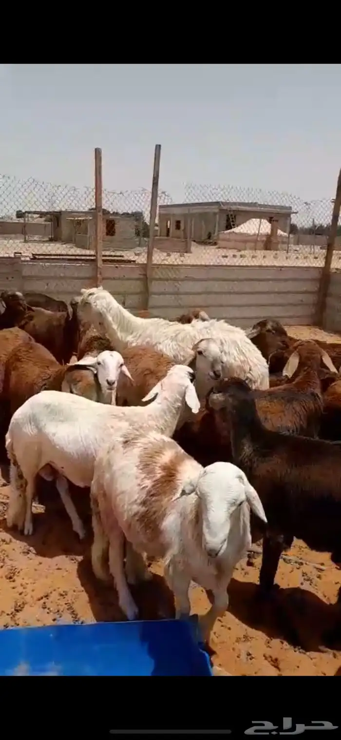 سواكني ذبايح ضحايا الخرج 13