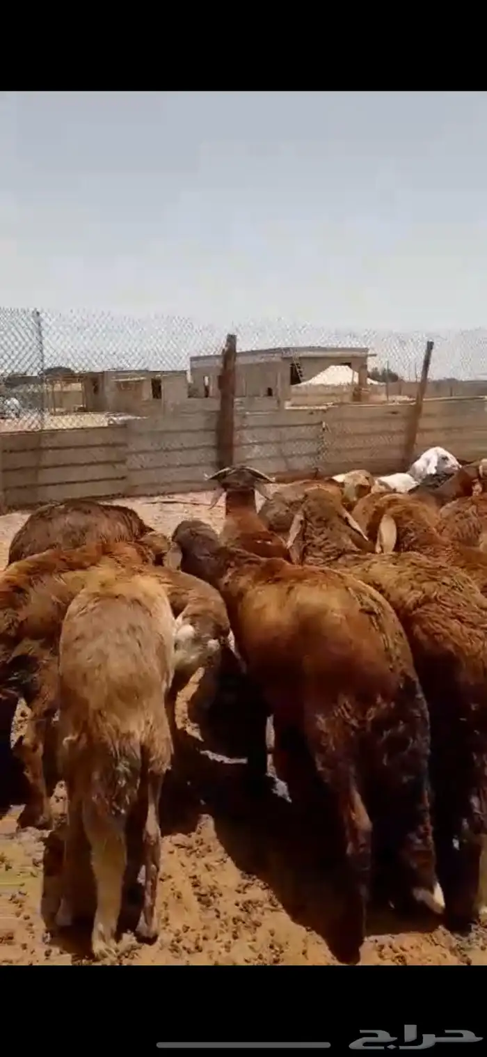 سواكني ذبايح ضحايا الخرج 4