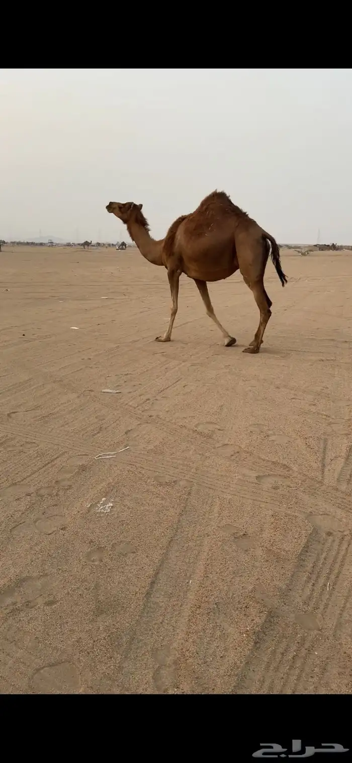 تم  البيع تم  البيع 4