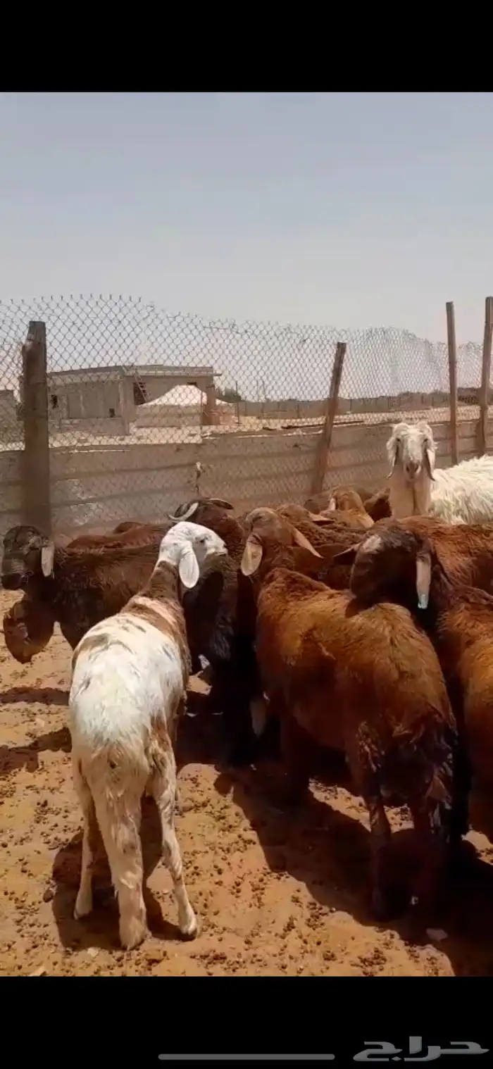 سواكني ذبايح ضحايا الخرج 1