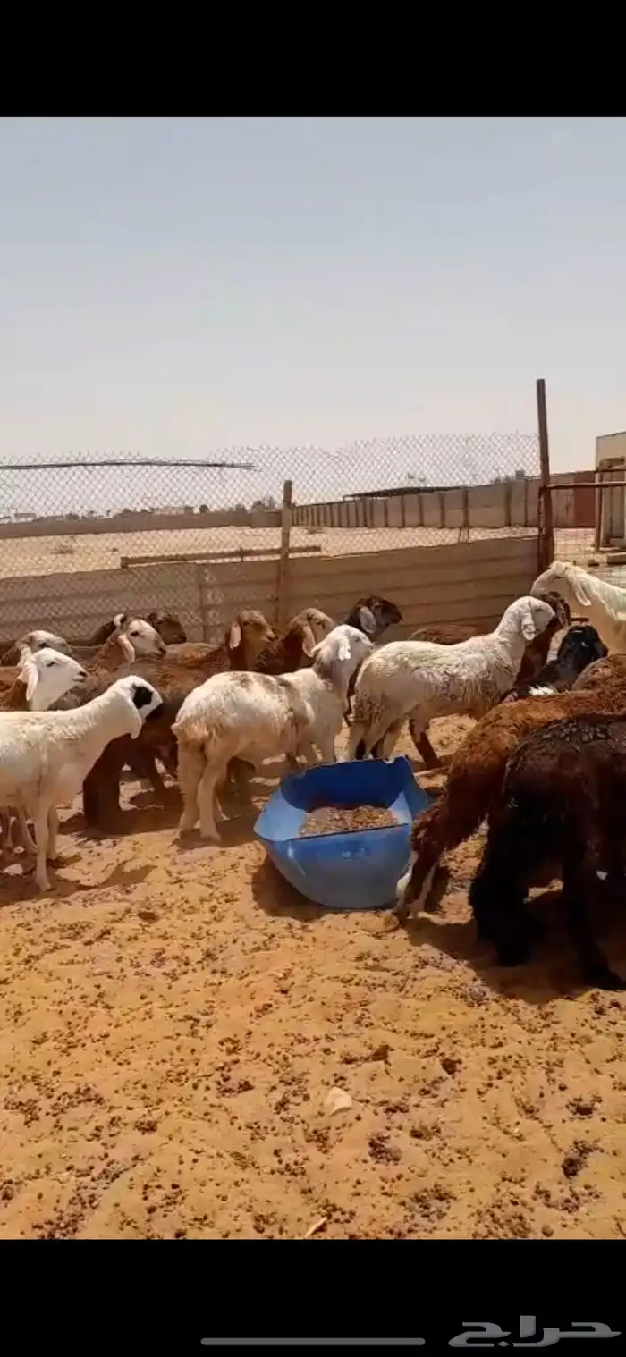 سواكني ذبايح ضحايا الخرج 14
