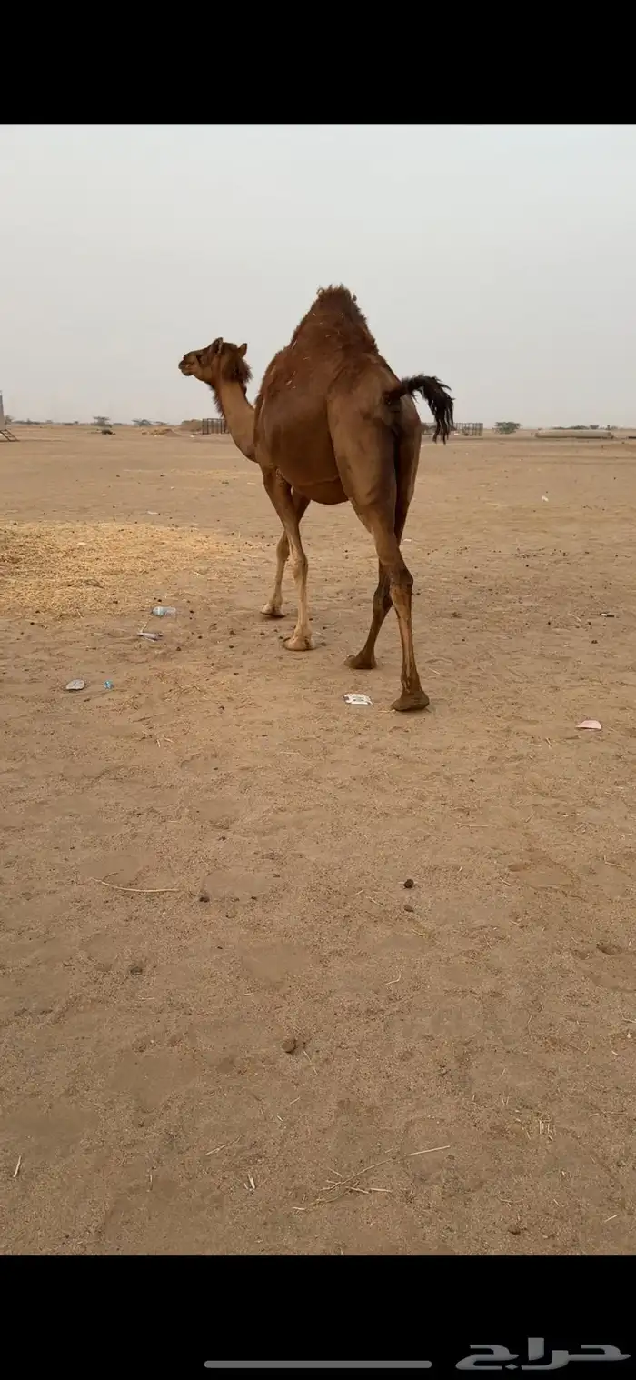 تم  البيع تم  البيع 3