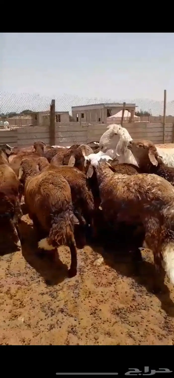 سواكني ذبايح ضحايا الخرج 3