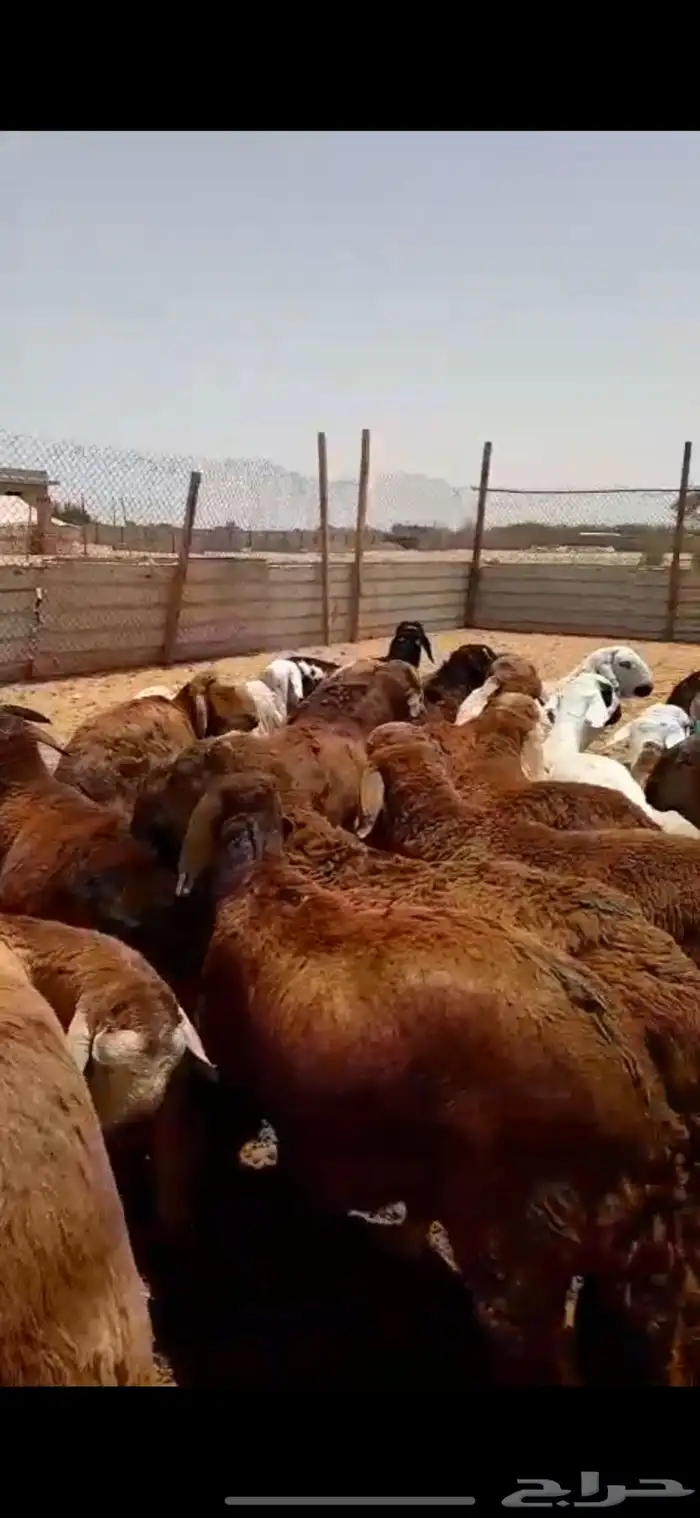 سواكني ذبايح ضحايا الخرج 5