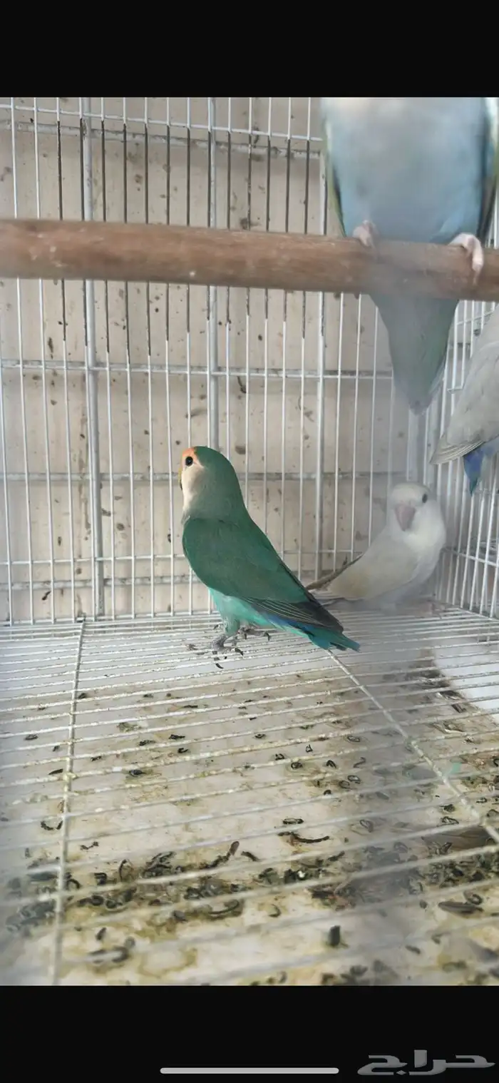 فندقة طيور 0