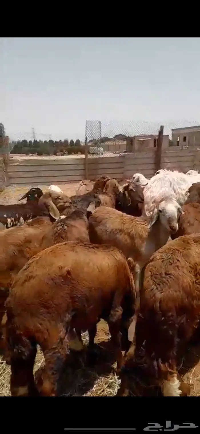 سواكني ذبايح ضحايا الخرج 8
