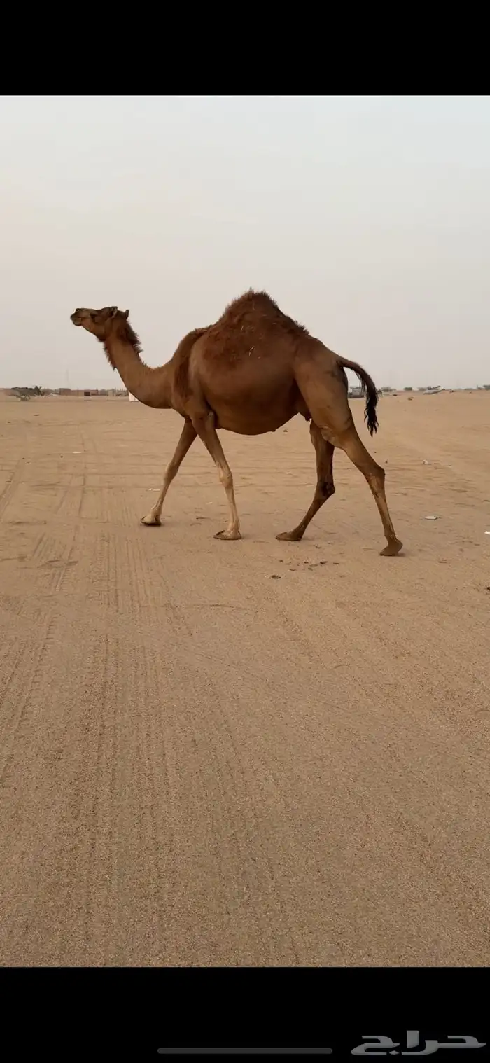 تم  البيع تم  البيع 2