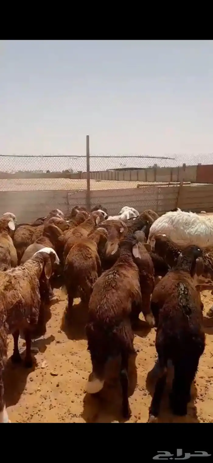 سواكني ذبايح ضحايا الخرج 16
