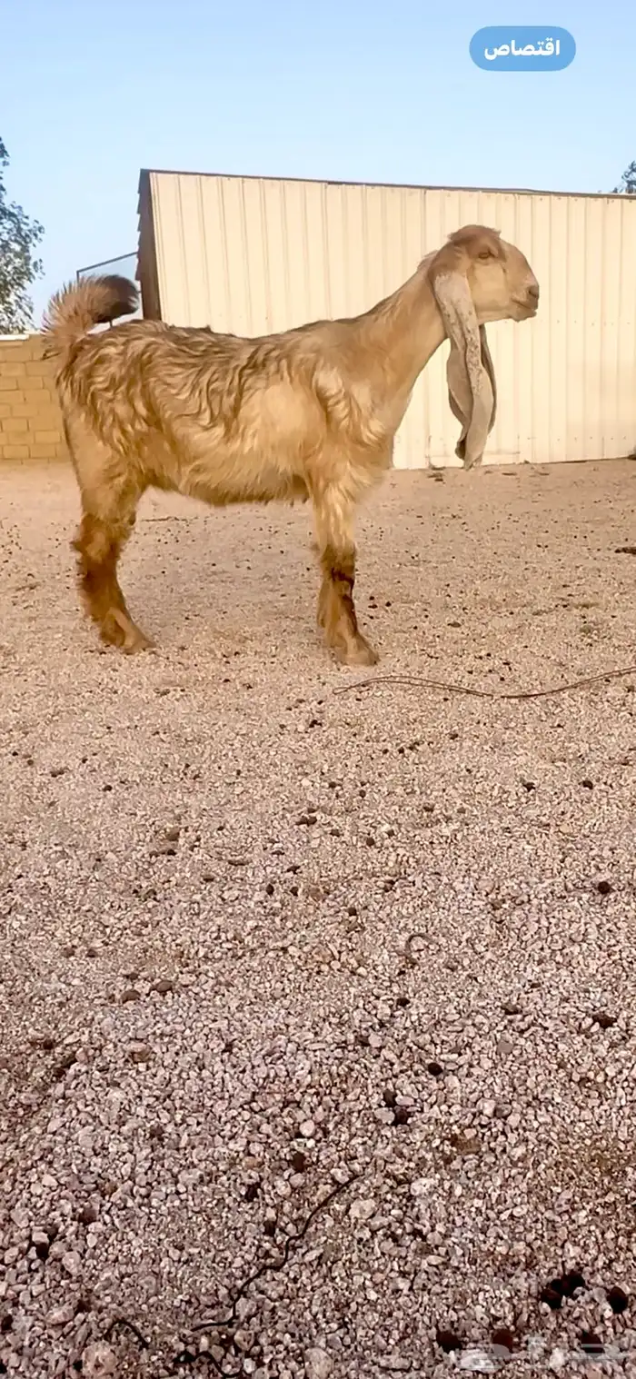 جفرتين صفر لاهل الصنف والزين 1