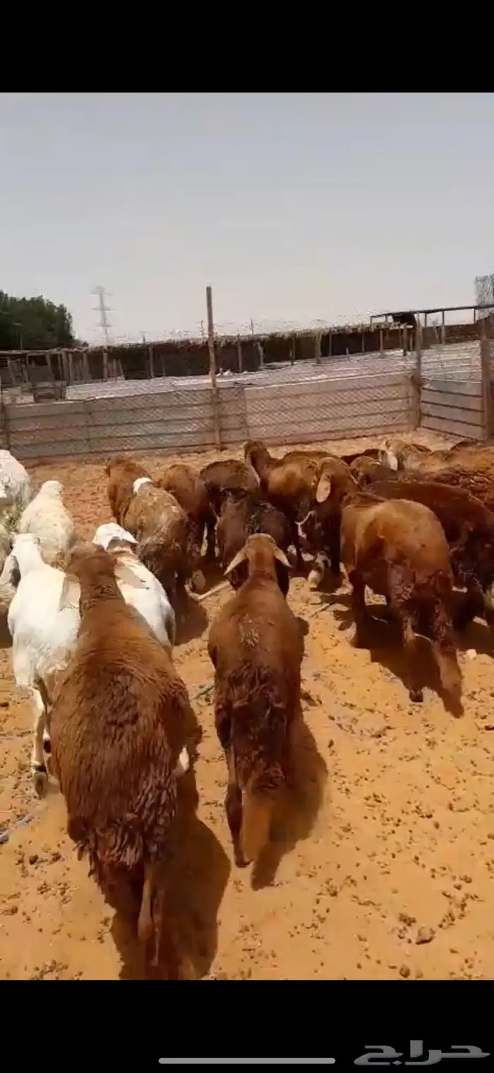 سواكني ذبايح ضحايا الخرج 9