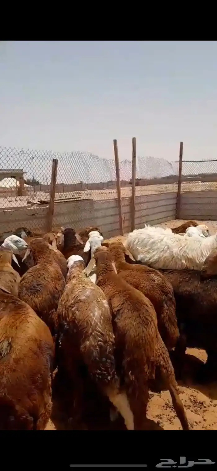 سواكني ذبايح ضحايا الخرج 0