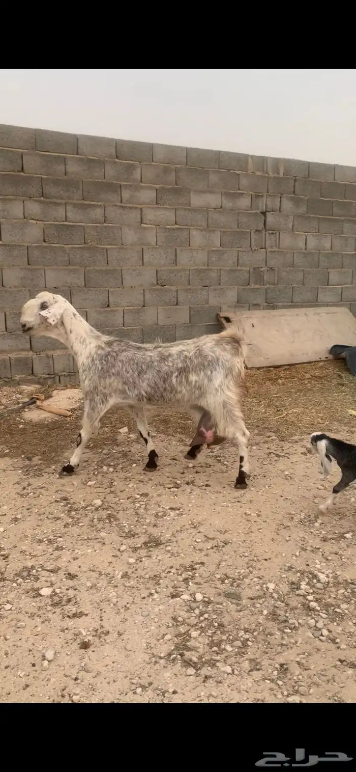 عنز شاميه خصم 2