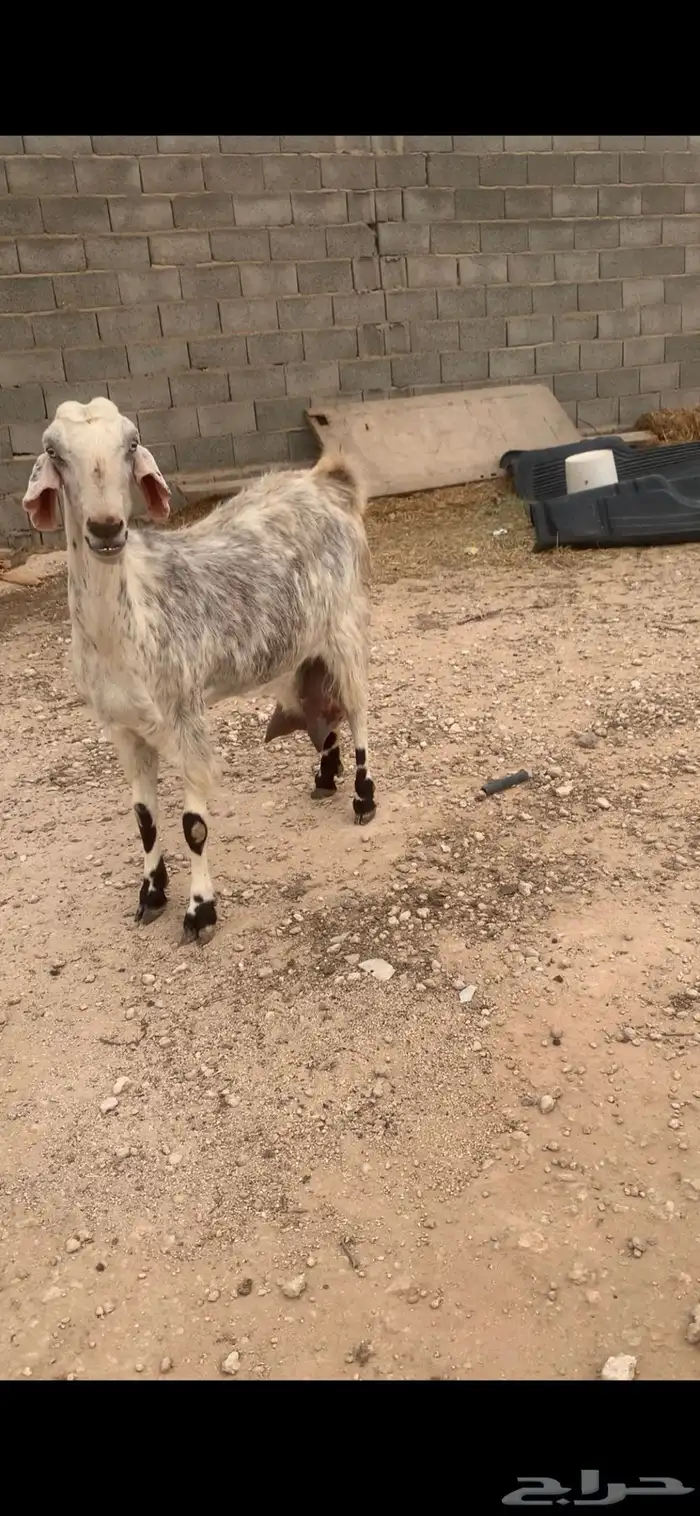 عنز شاميه خصم 1