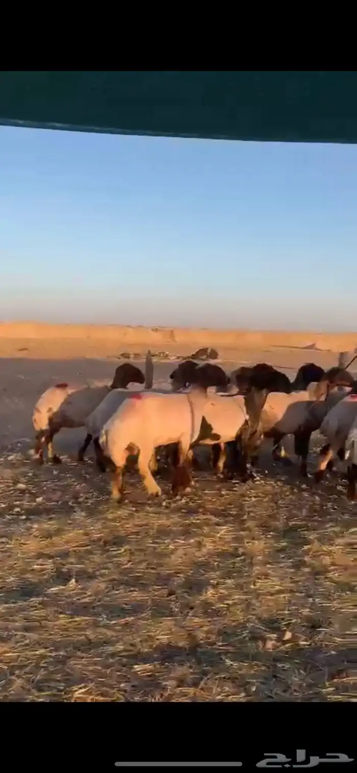 غنم نعيم دفيع 3