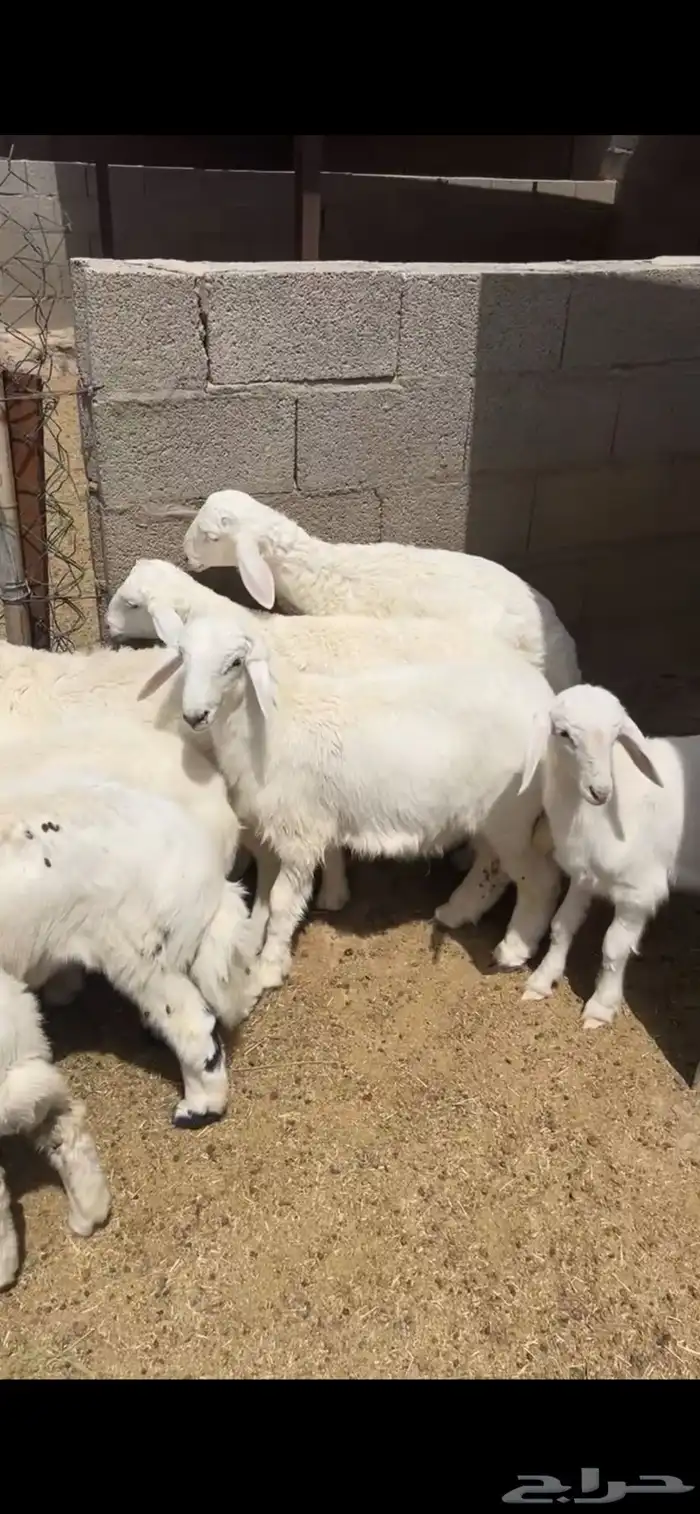 طليان كلها خرفان مراح واحد فواخر ( تم البيع ) 0