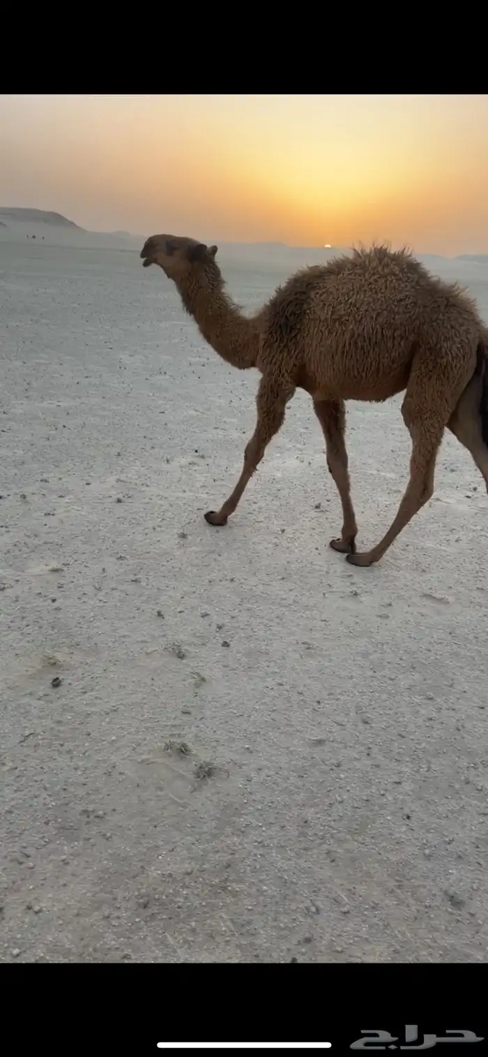 قعود اصفر كفو 0
