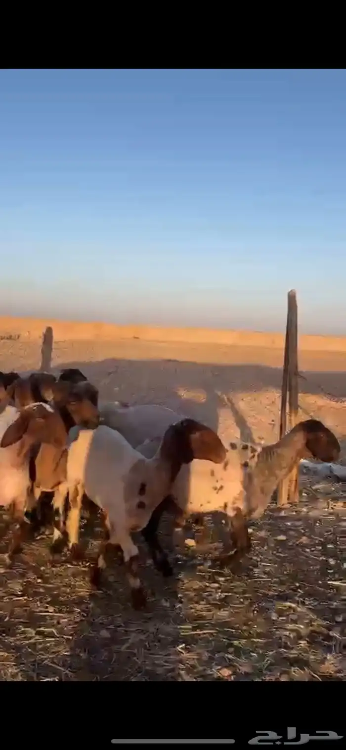 غنم نعيم دفيع 5