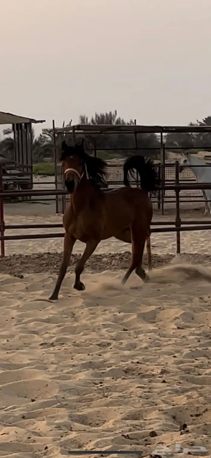 مهره واهو مكس 2