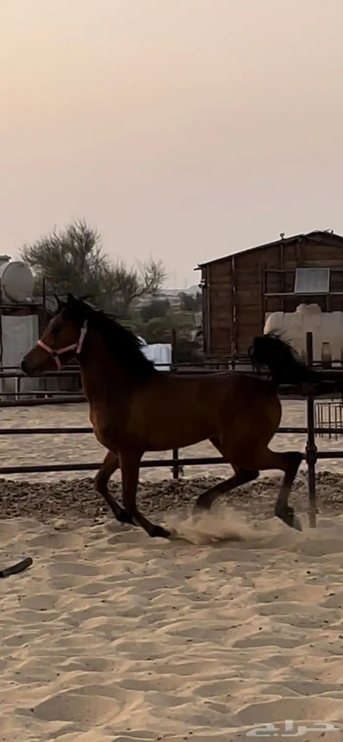 مهره واهو مكس 4