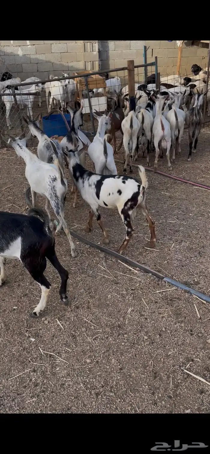 تيوس جيبوتي مرابي 4