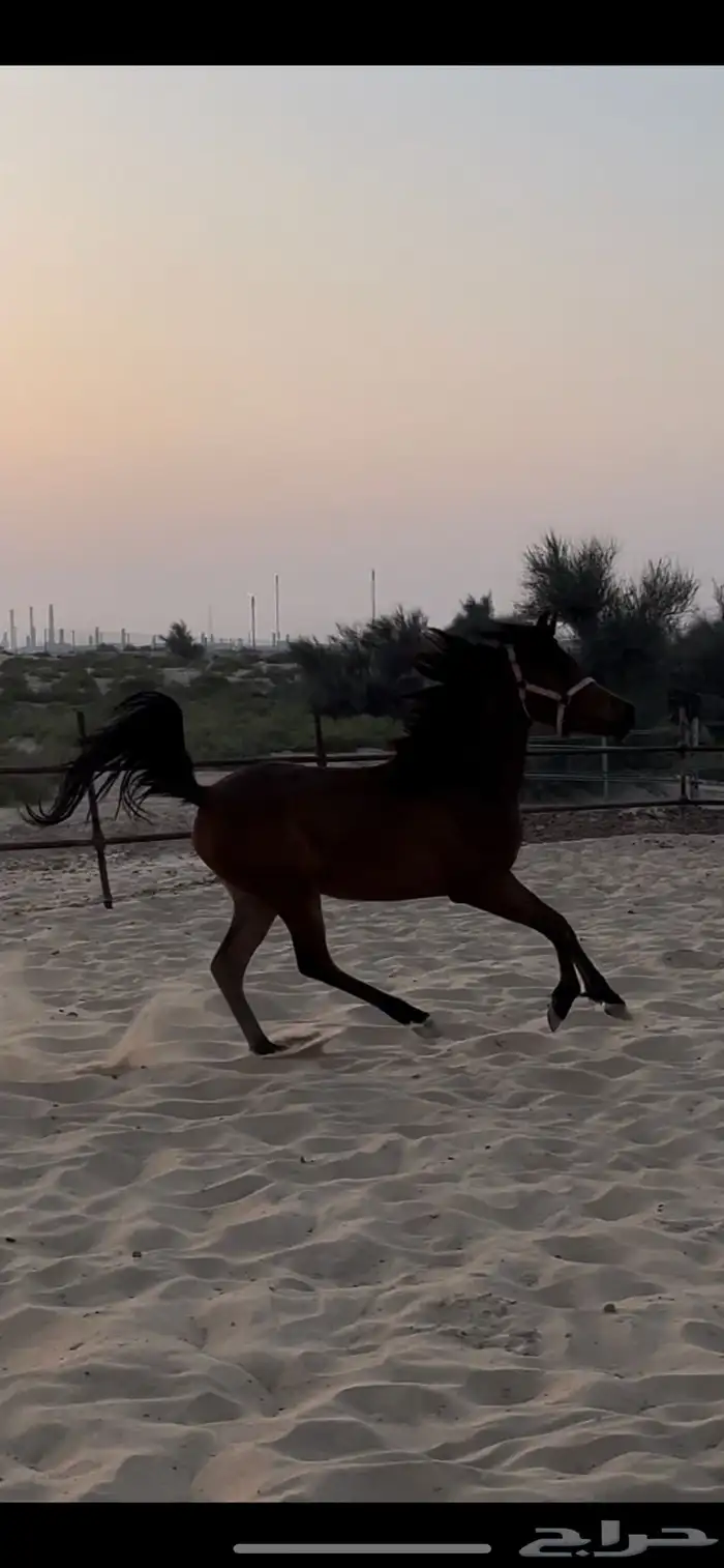 مهره واهو مكس 1
