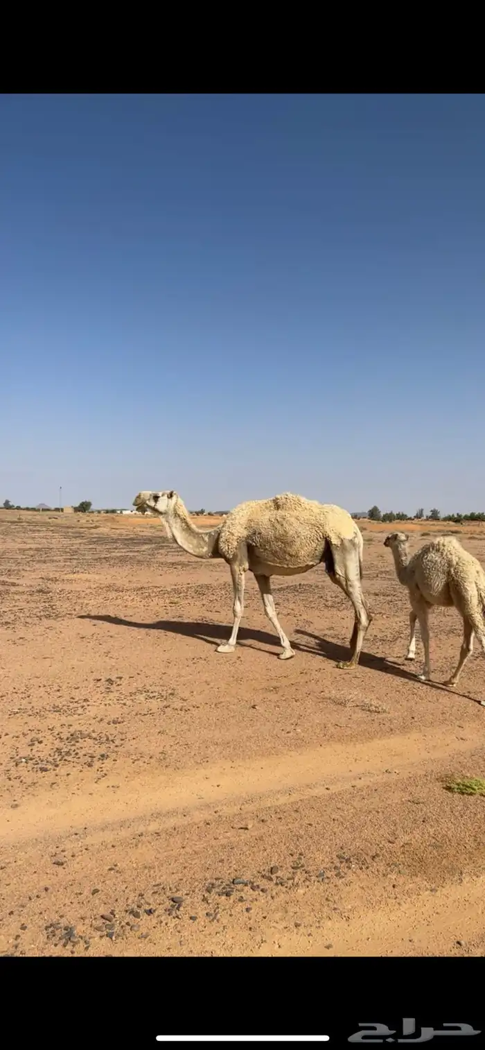 البيع خلفه 2