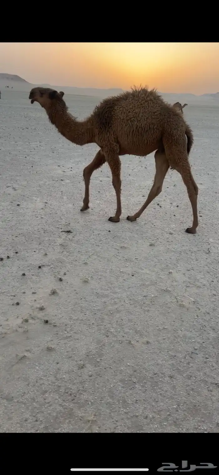 قعود اصفر كفو 3
