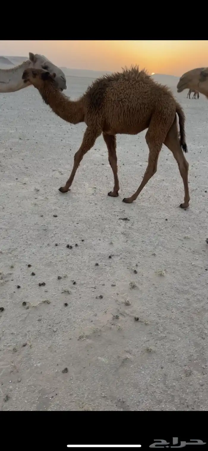 قعود اصفر كفو 2