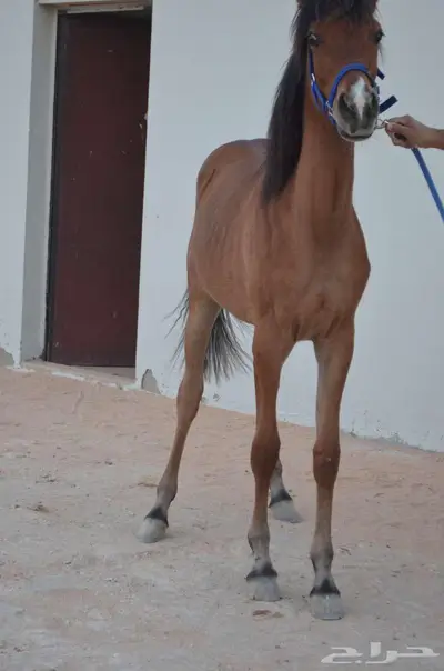 مهره شعبية تم البيع 2