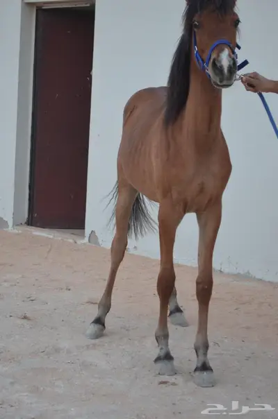 مهره شعبية تم البيع 4