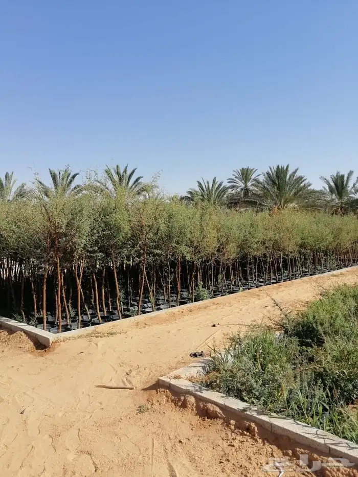 اشجار بأنواعها ( طلح نجدي -وقرض -وسدر- وبركنسونيا   نجران 3