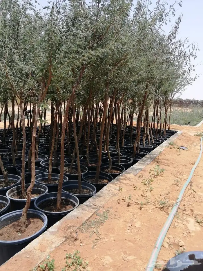 اشجار بأنواعها ( طلح نجدي -وقرض -وسدر- وبركنسونيا   نجران 1