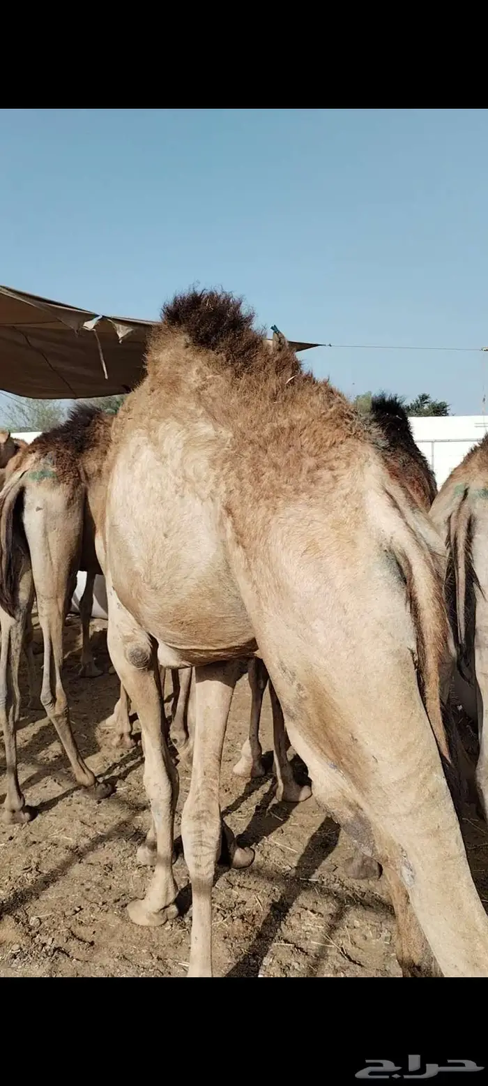 قعدان صومالي مفاريد تبارك الله 1