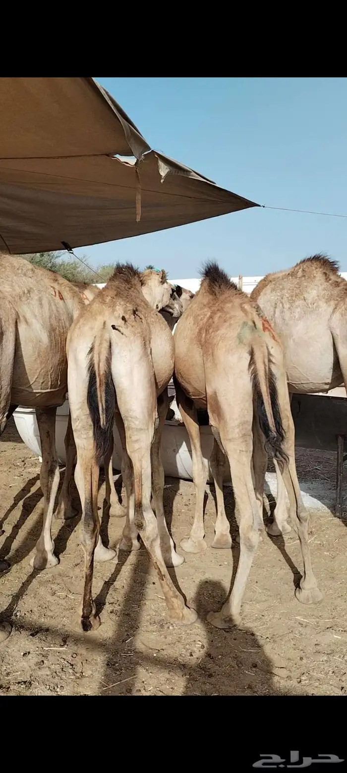 قعدان صومالي مفاريد تبارك الله 2