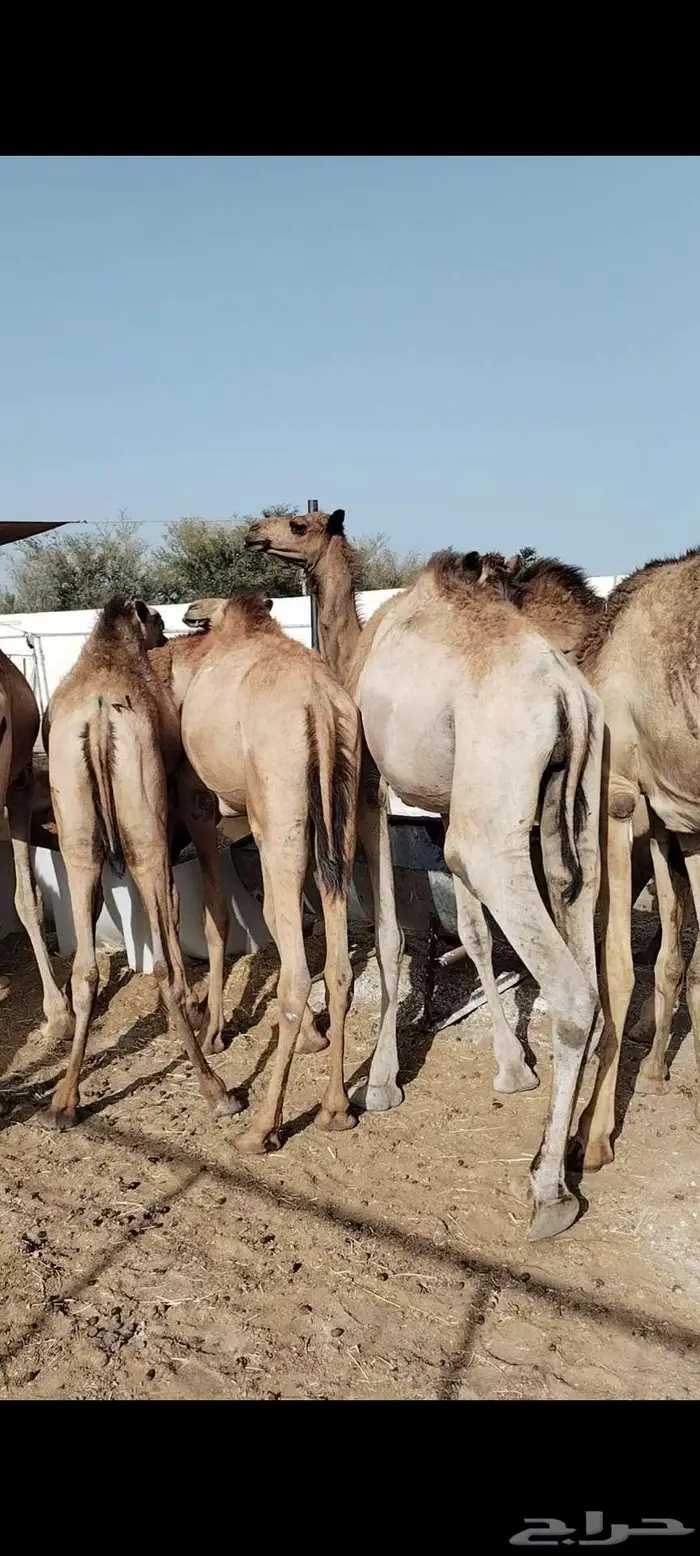 قعدان صومالي مفاريد تبارك الله 3