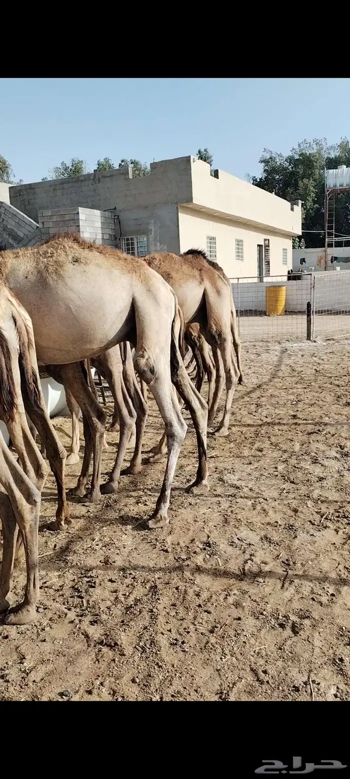 قعدان صومالي مفاريد تبارك الله 0