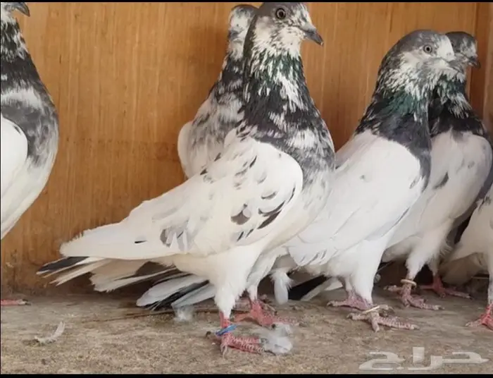 حمام باكستاني تم البيع 0