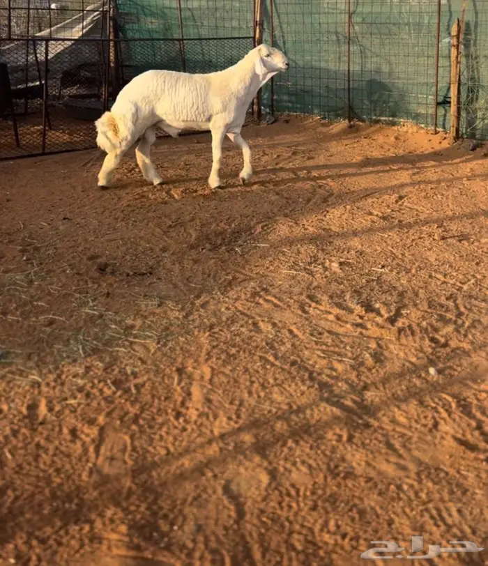 خروف صنف معرف 3