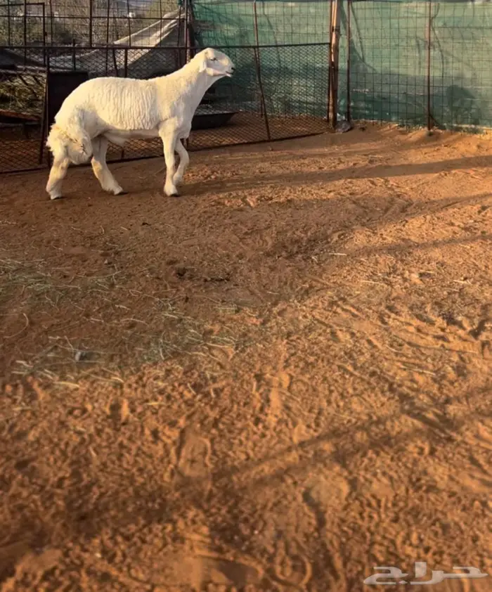 خروف صنف معرف 0