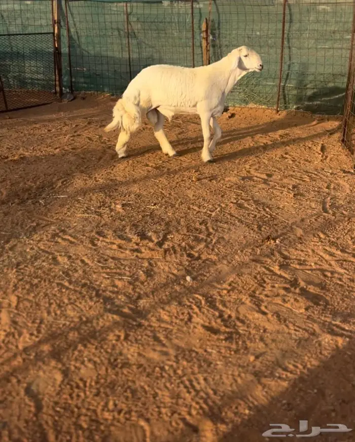 خروف صنف معرف 4