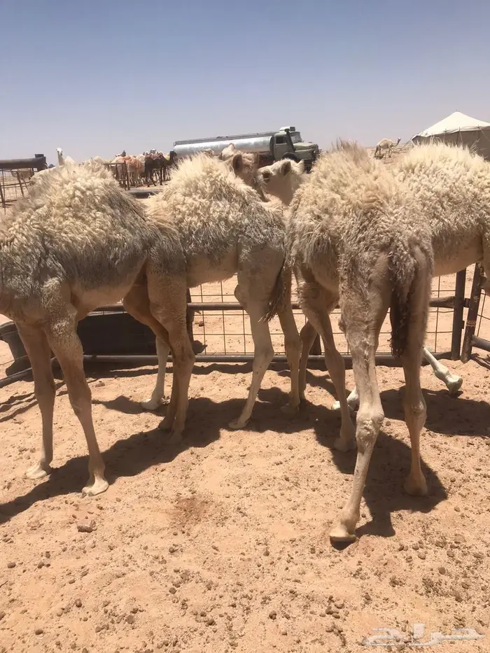 قعدان لبانيه 0