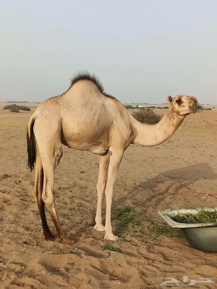 المظيلف 2