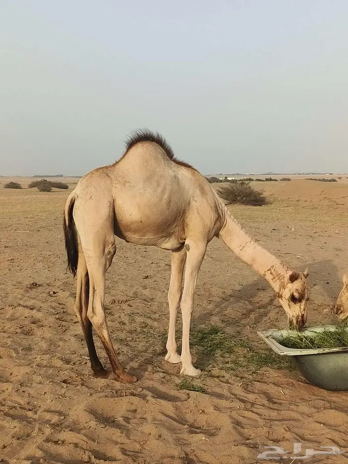 المظيلف 1